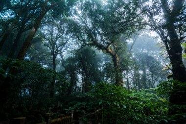 Tayland 'ın en yüksek dağındaki antik orman.