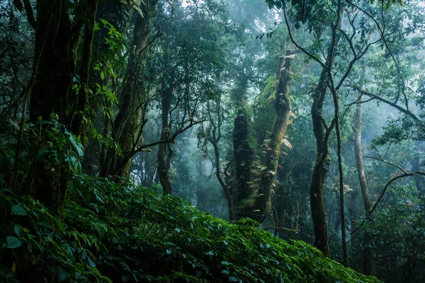 Oud Bos Hoogste Berg Van Thailand — Stockfoto