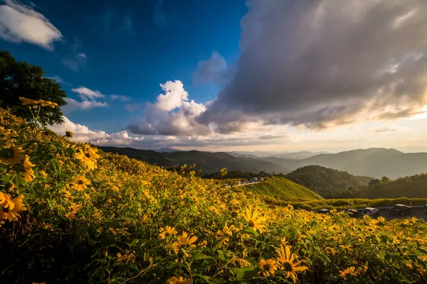 Prachtig Landschap Van Gele Bloemen Thung Bua Tong Mae Hong — Stockfoto