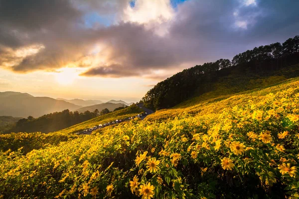 Красивые Пейзажи Желтых Цветов Thung Bua Tong Mae Hong Son — стоковое фото