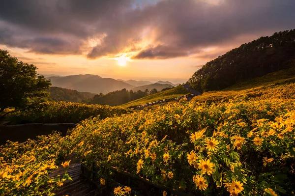 Красивые Пейзажи Желтых Цветов Thung Bua Tong Mae Hong Son — стоковое фото
