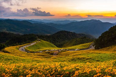 Sarı çiçeklerin güzel manzarası Thung Bua Tong, Mae Hong Son, Tayland