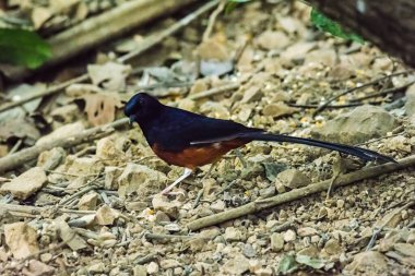 Beyaz popolu Shama (Copsychus malabaricus). Sinek avcısı, kuş..