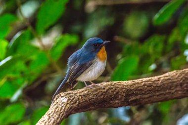 Tickell 'in ya da Hindiçin' in erkek sinekkapanı