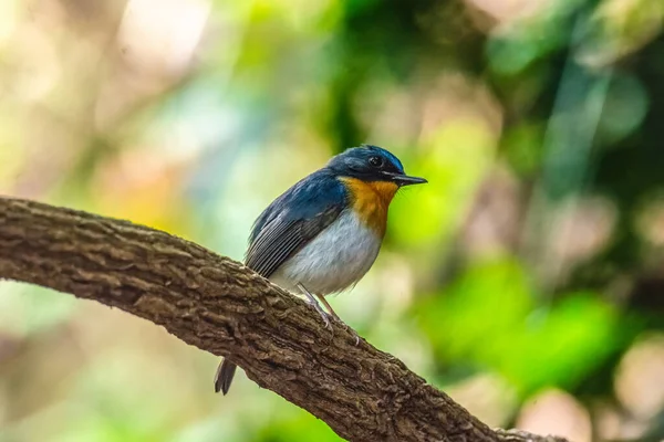 Самец Tickell Indochinese Blue Flycatcher — стоковое фото