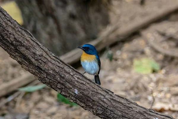 Mâle Moucherolle Bleu Tickell Indochinois — Photo