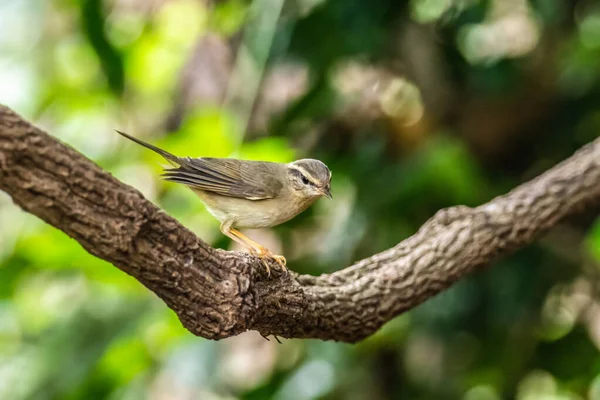 泰国森林中美丽的雷达莺 Phylloscope Schawarzi — 图库照片