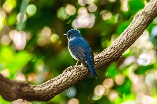 Αρσενικό Του Tickell Ινδοκίνα Μπλε Flycatcher — Φωτογραφία Αρχείου