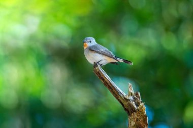 Kırmızı göğüslü sinekkapan (Ficedula parva) (erkek))