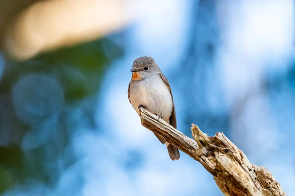 Acchiappamosche Ficedula Parva Maschio — Foto Stock