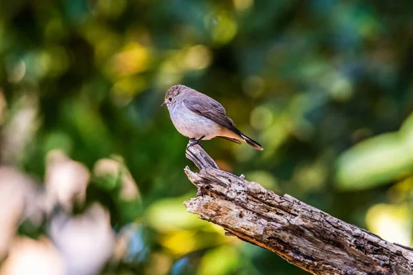 Flycatcher Ficedula Parva Macho —  Fotos de Stock