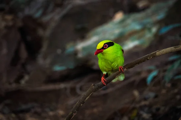 Deep green Common green magpie stair at us at Kengkrajarn national park