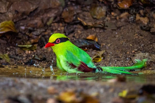 Deep green Common green magpie stair at us at Kengkrajarn national park