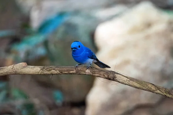 Hipotimis Azurea Monarca Nuca Negra Naturaleza —  Fotos de Stock