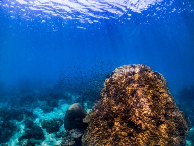 Sualtı çekimi canlı mercan kayalığı ile bir balıkçı