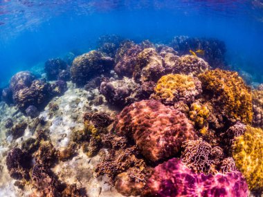 Sualtı çekimi canlı mercan kayalığı ile bir balıkçı