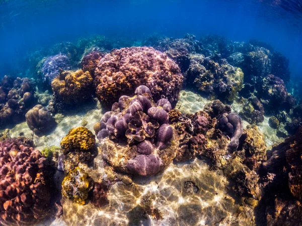 Tiro Subaquático Recife Coral Vívido Com Peixe — Fotografia de Stock