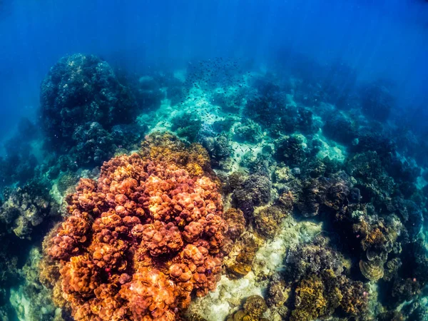 Tiro Subaquático Recife Coral Vívido Com Peixe — Fotografia de Stock