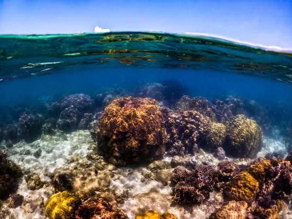 Víz Alatti Élénk Korallzátony Egy Hal — Stock Fotó