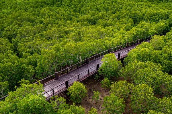 Ξύλινη Γέφυρα Walkway Στη Μέση Του Φυσικού Δάσους Μανγκρόουβ Ταϊλάνδη — Φωτογραφία Αρχείου