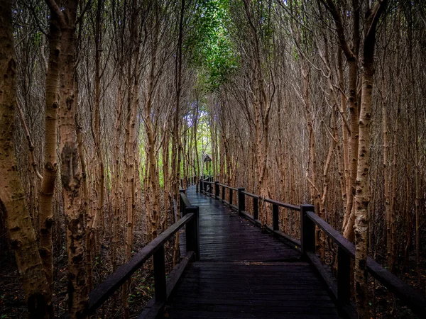 Wooden Bridge Walkway Middle Natural Mangrove Forest Thailand — 스톡 사진