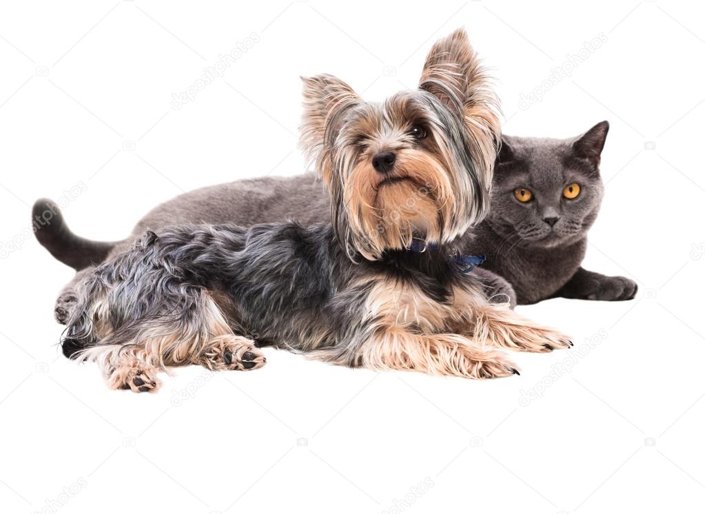 Dog and cat sitting next to