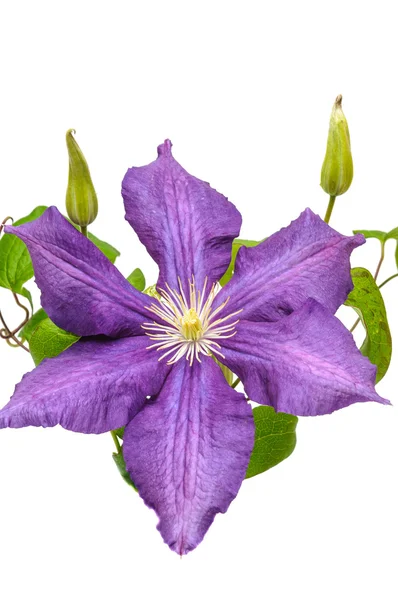 Clematis blomma — Stockfoto