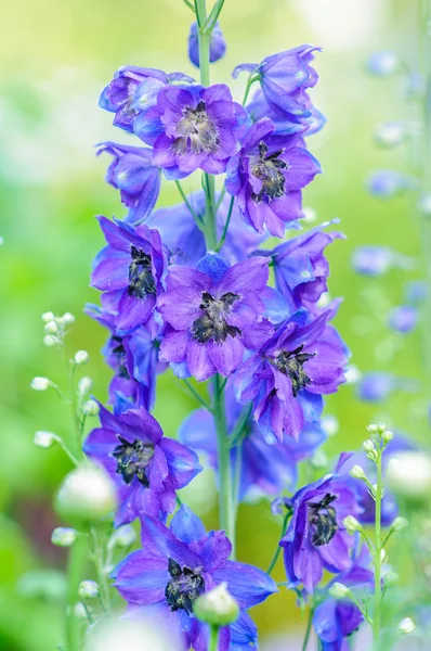 Klimatis flower — Stock Photo, Image