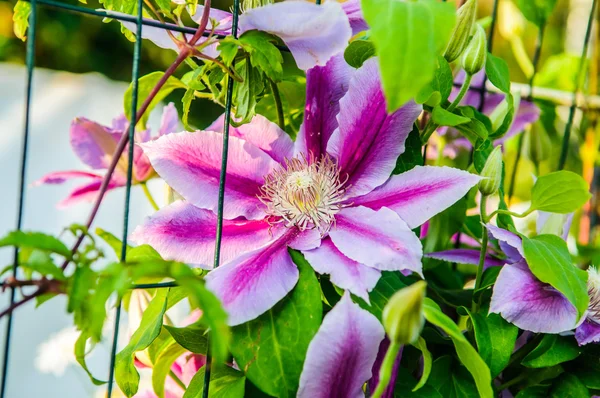 Klimatis flower — Stock Photo, Image