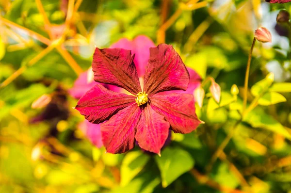 Klimatis flower — Stock Photo, Image