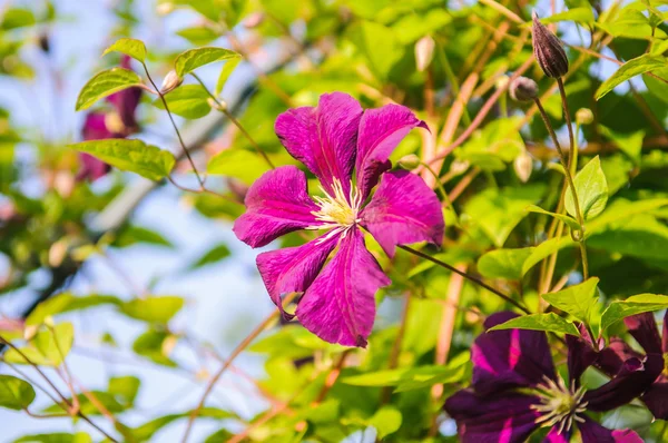 Klimatis flower — Stock Photo, Image