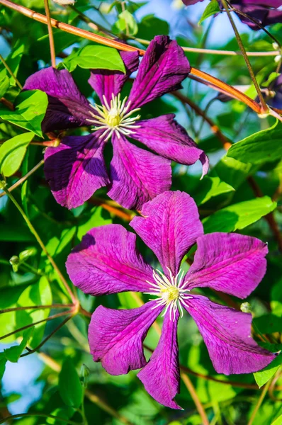 Flor de Klimatis — Foto de Stock