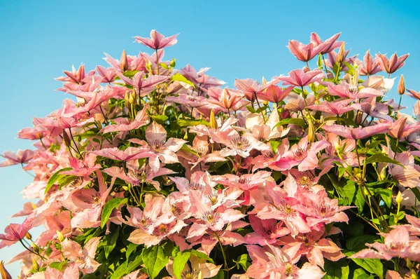 Flor de Klimatis —  Fotos de Stock