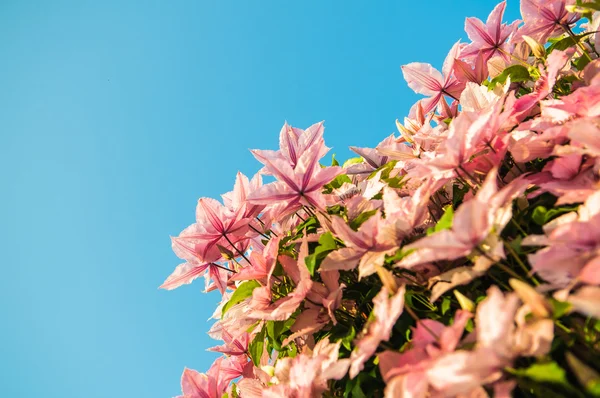 Klimatis flower — Stock Photo, Image