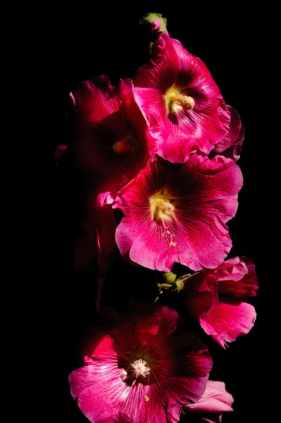 Rosa na květiny — Stock fotografie