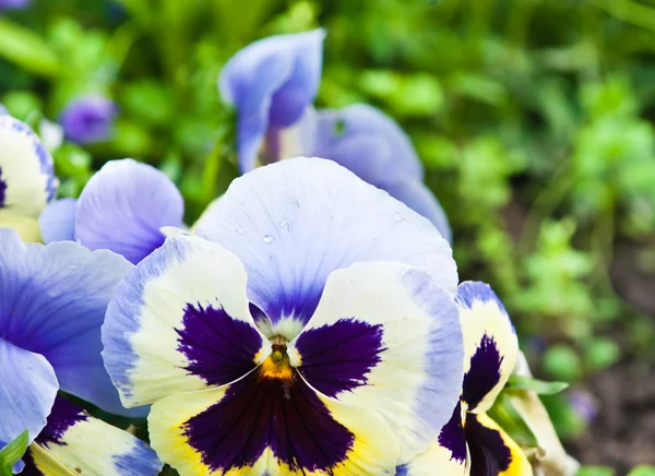 Petunienblüte — Stockfoto