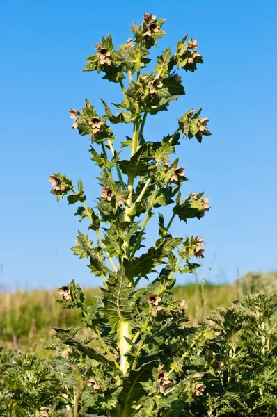 Hyoscyamus toxic — Stock Photo, Image