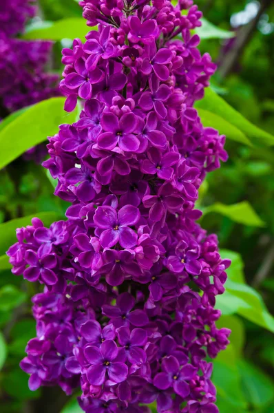 Branch of lilac — Stock Photo, Image