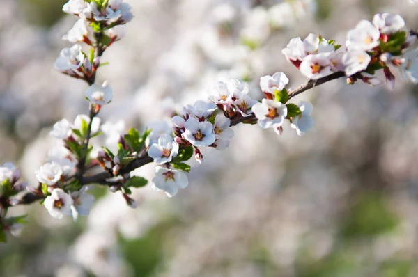 Kirschblüten — Stockfoto