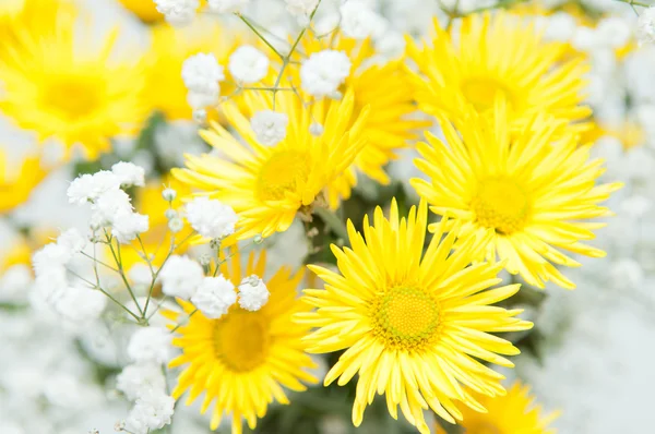 黄色の菊の花束 — ストック写真