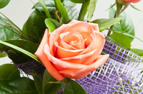 A bouquet, Rózsa — Stock Fotó