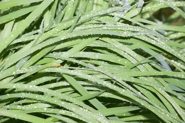 Dew on grass — Stock Photo, Image