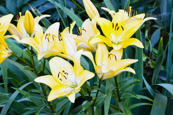 Lily yellow — Stock Photo, Image
