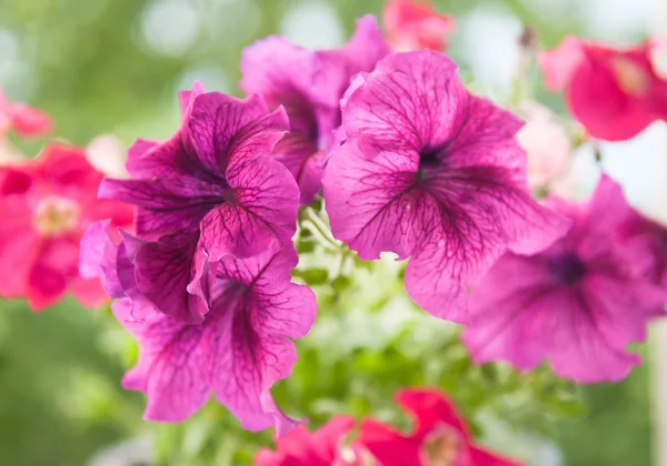 Petunia — Stock Photo, Image