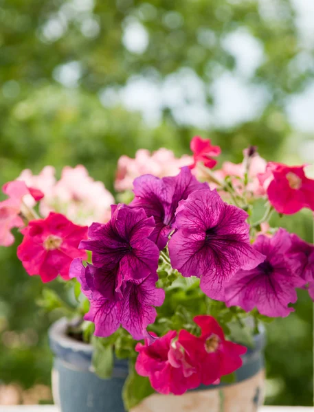 Petunia — Stock Photo, Image