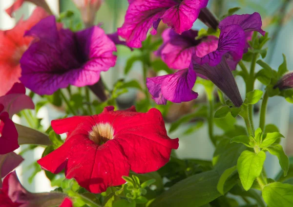 Petunia — Stock Photo, Image