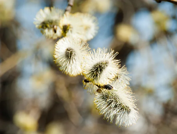 Blommande willow — Stockfoto