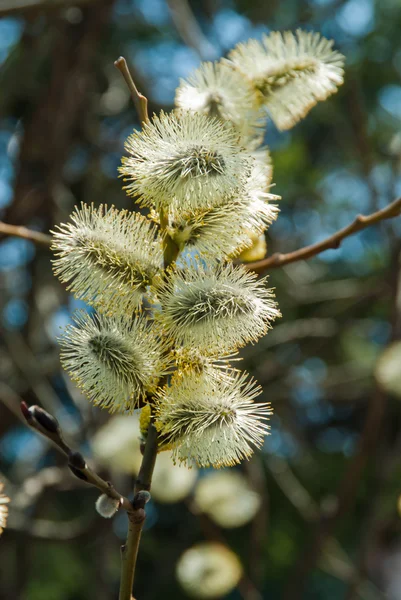 Blommande willow — Stockfoto