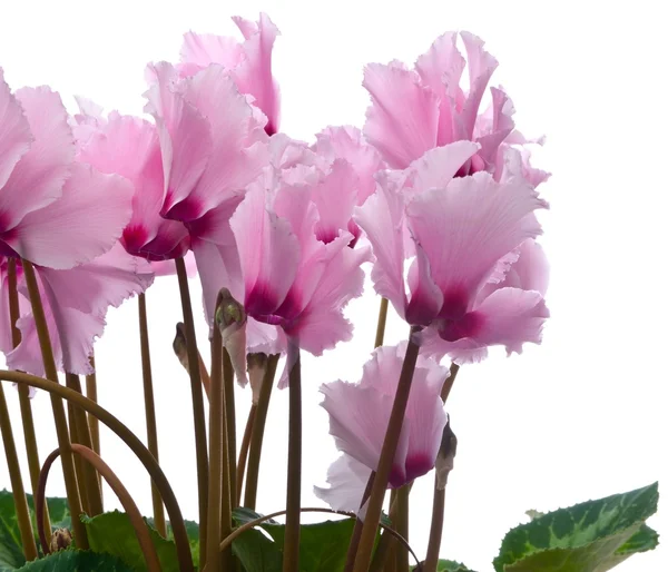 Cyclamen — Stockfoto