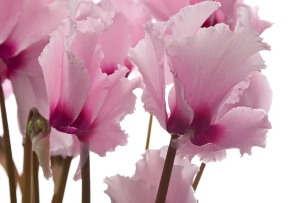 Cyclamen — Stock Photo, Image